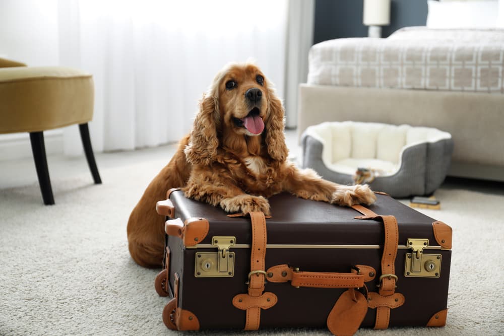 6 Pet-Friendly Hotels in San Francisco for Traveling with Pets